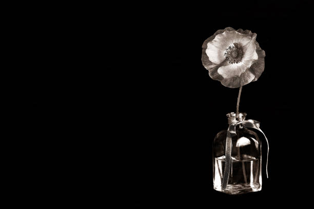 Poppy flower in vase isolated on black background