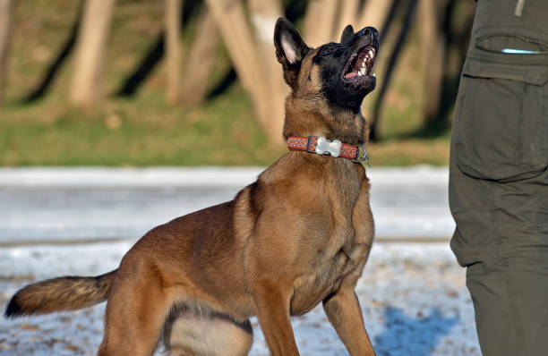 istock Malinois puppy playing with a man 1092351976