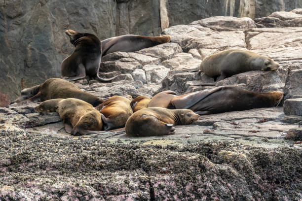 istock Los cabos sea lion colony 1092352936