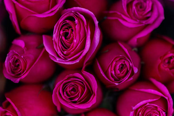 istock Close up of nature flowers 1092353048