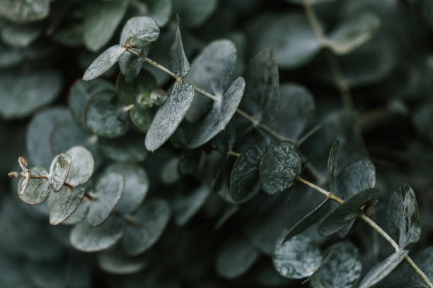 istock Close up of nature flowers 1092353062