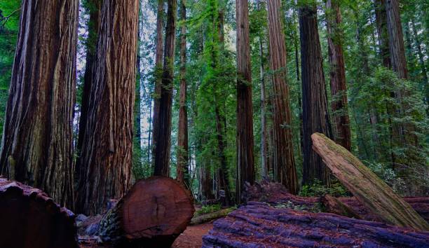 istock The Epic Stout Grove 1092355940