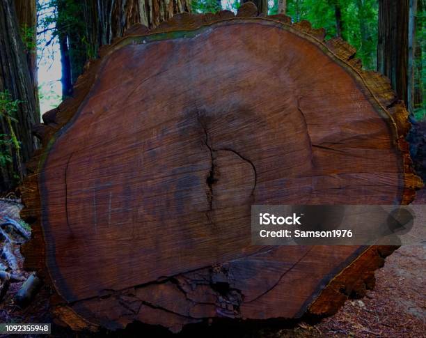 Redwood Park Ancient Circle Stock Photo - Download Image Now - Redwood National Park, Ancient, California
