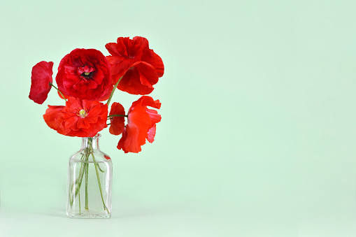 Mothers Day background. Poppy flowers in vase with copy space