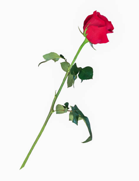 un singolo lungo gambo fiore di rosa rossa ritaglia su sfondo bianco - long stemmed rose foto e immagini stock