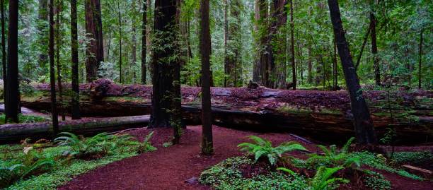 humboldt county fundadores grove - rainforest redwood sequoia footpath fotografías e imágenes de stock