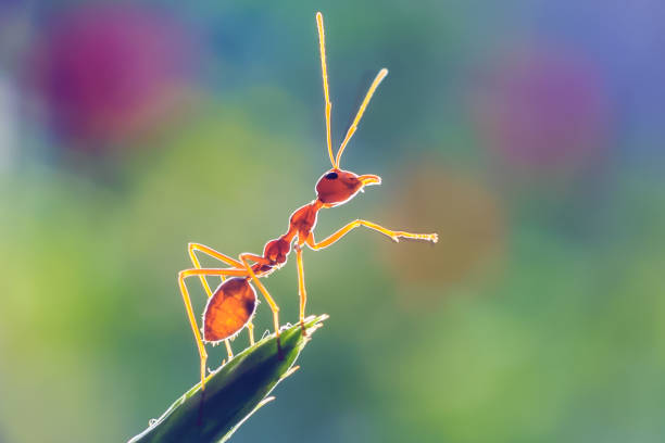 one red ants  on banana leaf