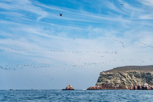 Paracas, Peru.