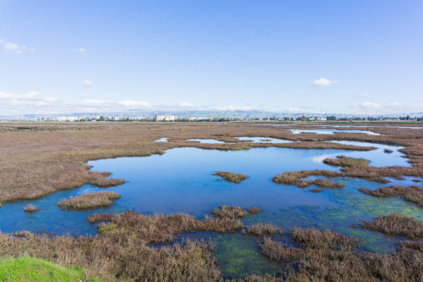 Baylands in Don Edwards wildlife refuge, Fremont, San Francisco bay area, California Baylands in Don Edwards wildlife refuge, Fremont, San Francisco bay area, California wet area stock pictures, royalty-free photos & images