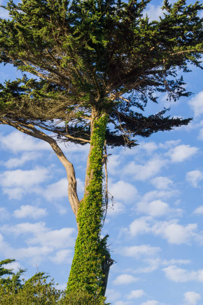 cipresso ricoperto di edera rampicando - cloud cloudscape color image cypress tree foto e immagini stock