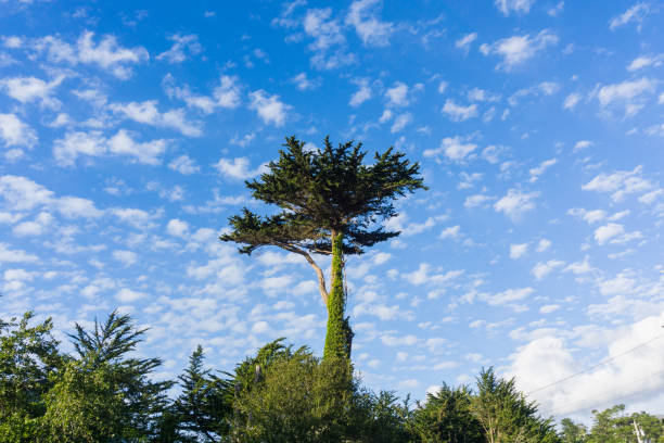 cipresso ricoperto di edera rampicando - cloud cloudscape color image cypress tree foto e immagini stock