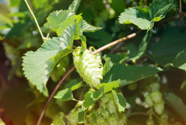 Hops Vines in Summer Hops Vines in Summer. This is New Zealand Hops, Nelson is now the hop centre of New Zealand. Hops are the essential ingredient that gives beer its bitter taste. motueka photos stock pictures, royalty-free photos & images