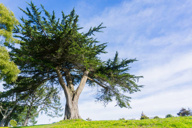 istock Large pine tree on a green hill, San Francisco, California 1092389574