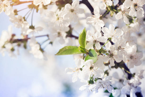 istock spring - flowering tree apricot closeup and sky in the background