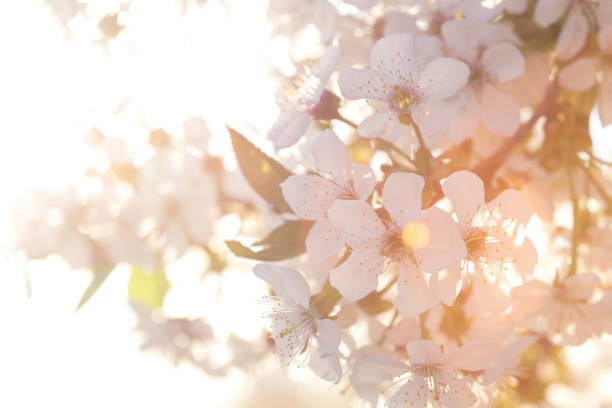 istock spring - flowering tree apricot closeup and sky in the background