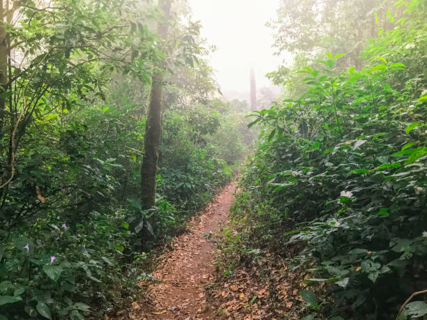 istock hiking path in green rain forest at mon jong doi, Chaing mai, Thailand 1092391574