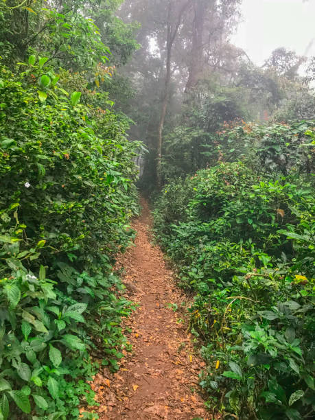 istock hiking path in green rain forest at mon jong doi, Chaing mai, Thailand 1092392104