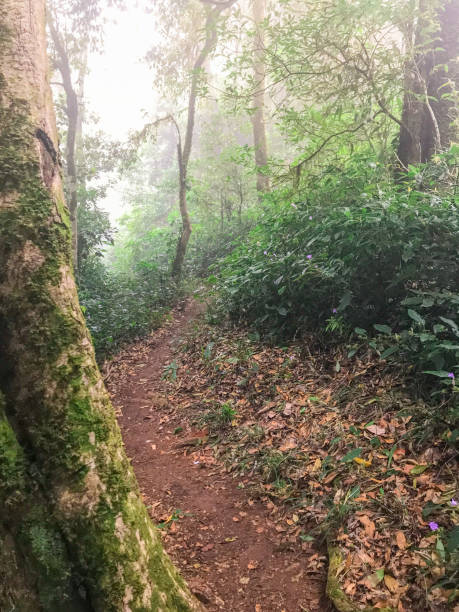 istock hiking path in green rain forest at mon jong doi, Chaing mai, Thailand 1092392174