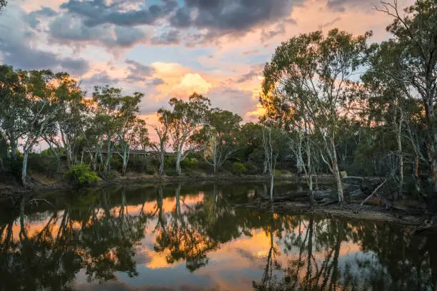 Colourful sunset with beautiful reflections over bank of Murray River, famous Australian tourist destination with eucalyptus gumtree bushes