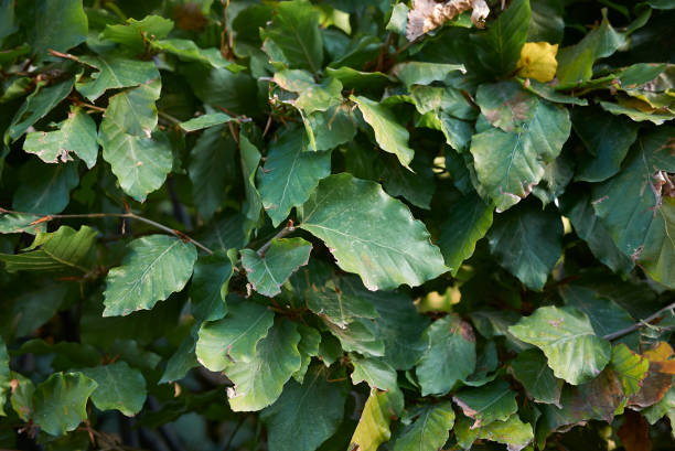 fagus sylvatica - beech leaf leaf green close up fotografías e imágenes de stock