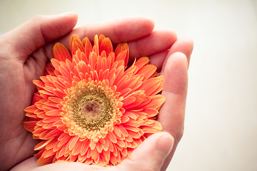 Close-up of woman hands holding a flower.