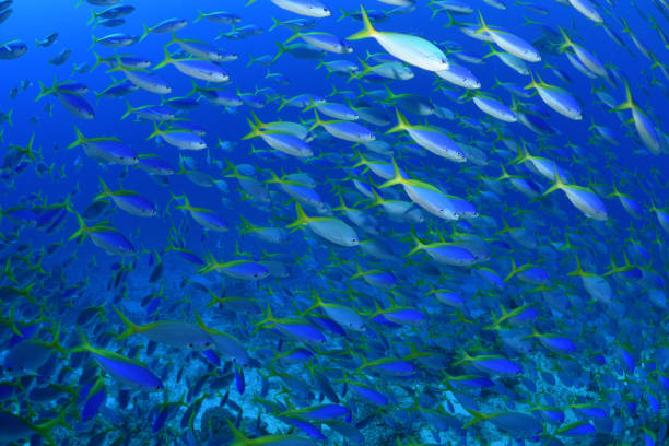 Yellowtail Fusiliers, Ribbon Reefs, Great Barrier Reef, Australia Large school of Yellowtail Fusiliers, Caesio cuning, Ribbon Reefs, Great Barrier Reef, Australia, Coral Sea nigel pack stock pictures, royalty-free photos & images