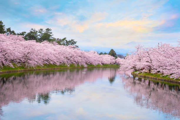 만개 사쿠라-히로사키 공원에서 벚꽃 - tohoku region 뉴스 사진 이미지