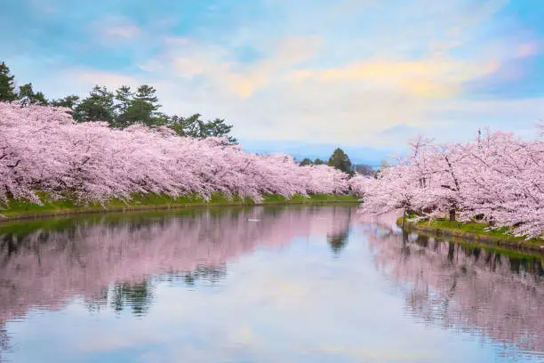 Full bloom Sakura - Cherry Blossom  at Hirosaki park, one of the most beautiful sakura spot in Tohoku region and Japan