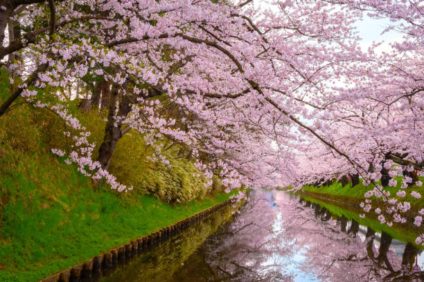 istock Full bloom Sakura - Cherry Blossom  at Hirosaki park 1092405152
