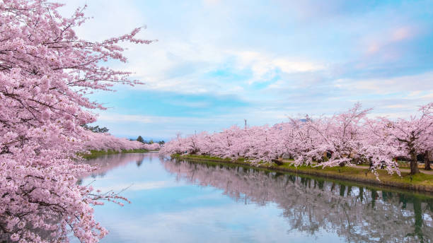 istock Full bloom Sakura - Cherry Blossom  at Hirosaki park 1092405160