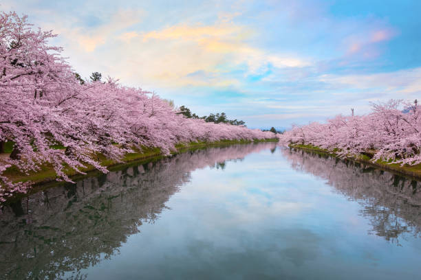istock Full bloom Sakura - Cherry Blossom  at Hirosaki park 1092405180