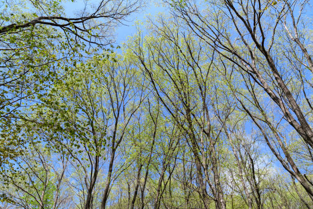 istock New green leaves in Japan 1092411348