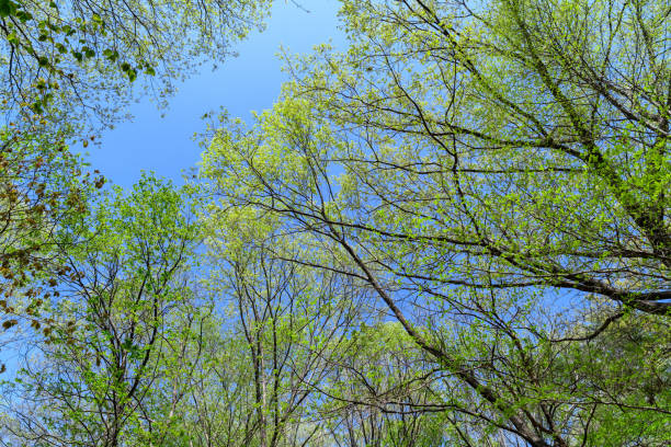 istock New green leaves in Japan 1092411504