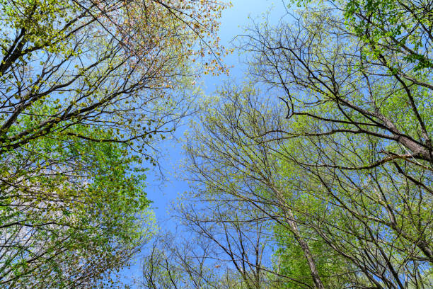 Wide angle of tree with fresh green buds in springtime.