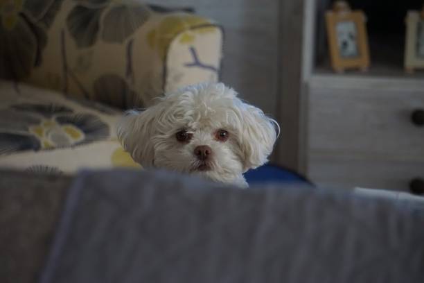 istock Peeking Over Sofa White Fluffy Small Poodle Bichon Frise Dog 1092414282