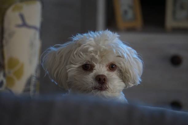 istock Peeking Over Sofa White Fluffy Small Poodle Bichon Frise Dog 1092414316