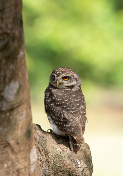 istock Lovely Bird, Spotted owlet, Athene brama 1092421486