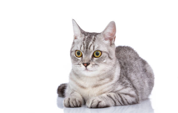istock Beautiful grey cat isolated on a white 1092427630
