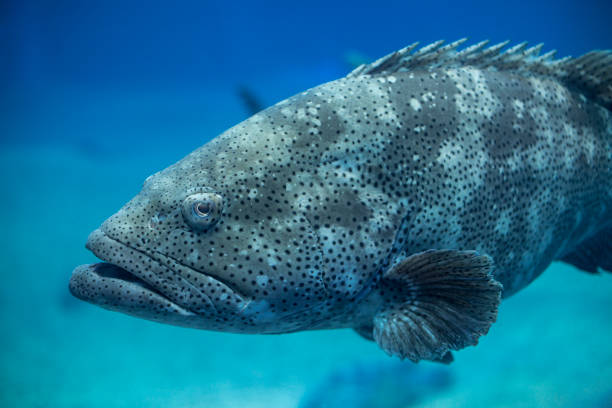 Goliath Grouper in underwater Goliath Grouper , also known as "jewfish" is a large saltwater fish of the grouper family found in the eastern as well as western Atlantic ocean. grouper stock pictures, royalty-free photos & images
