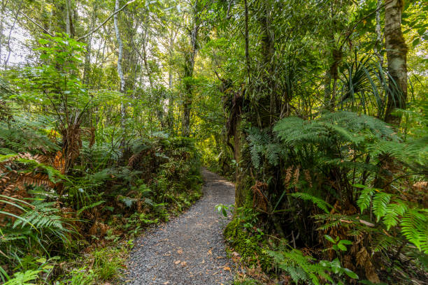 istock Path through the Waipoua Kauri Forest on New Zealand 1092430736