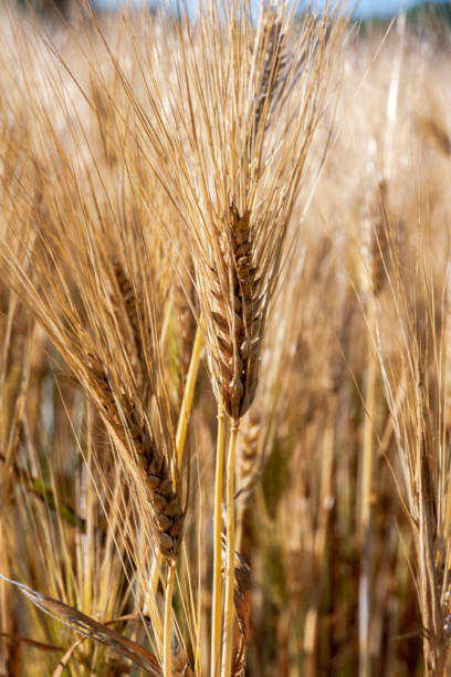 istock Wheat in field close up 1092430870