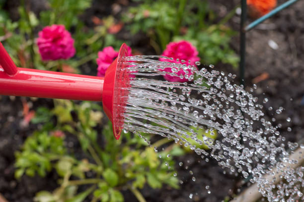 istock Watering flowers in garden 1092431466