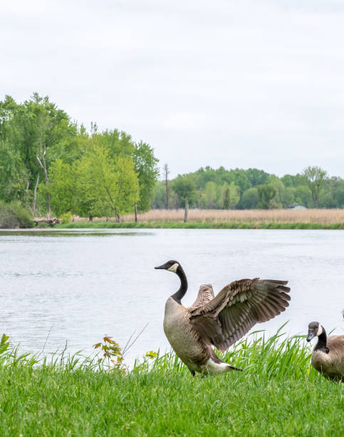 istock Canadian goose flapping wings 1092431482