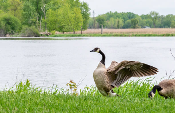 Canadian goose flapping wings