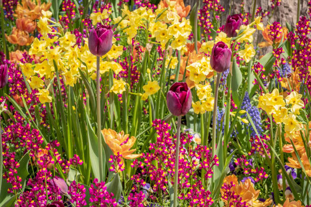 istock Colorful spring garden mix 1092431534