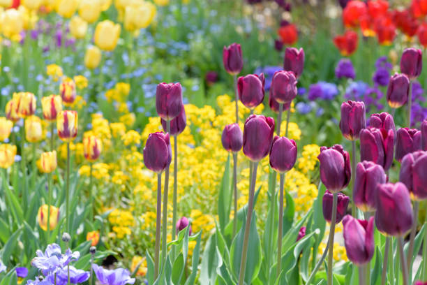 istock Field of colorful tulips 1092431702