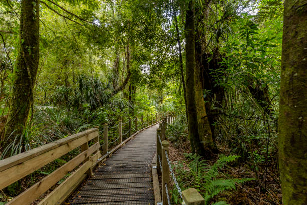 istock Path through the Waipoua Kauri Forest on New Zealand 1092433578