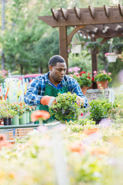istock Mature African-American man working in plant nursery 1092437138