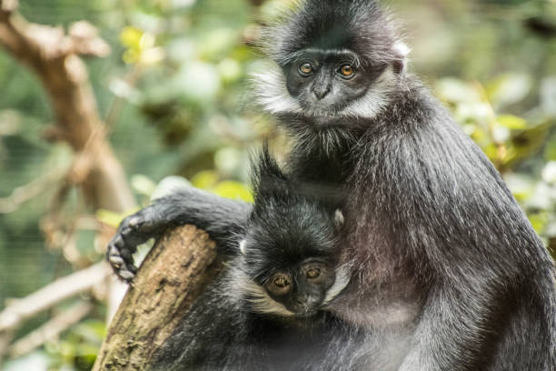 François' langur is a medium-sized primate with black, silky hair. It has very distinct white sideburns that grow down from its ears to the corners of its cheeks. A morphological specialization of François' langur is its complex stomach, made up of four separate chambers. This is a necessary adaptation for the digestion of its folivorous diet.
