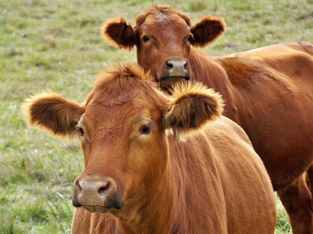 istock A pair of Red Angus Cattle in a field. 1092444612